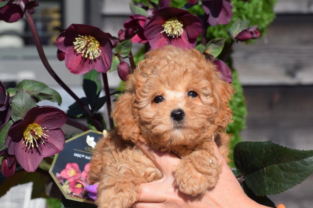 Poedel pups verschillende kleuren, Dieren en Toebehoren, Poedel, 15 weken tot 1 jaar, Buitenland, Parvo