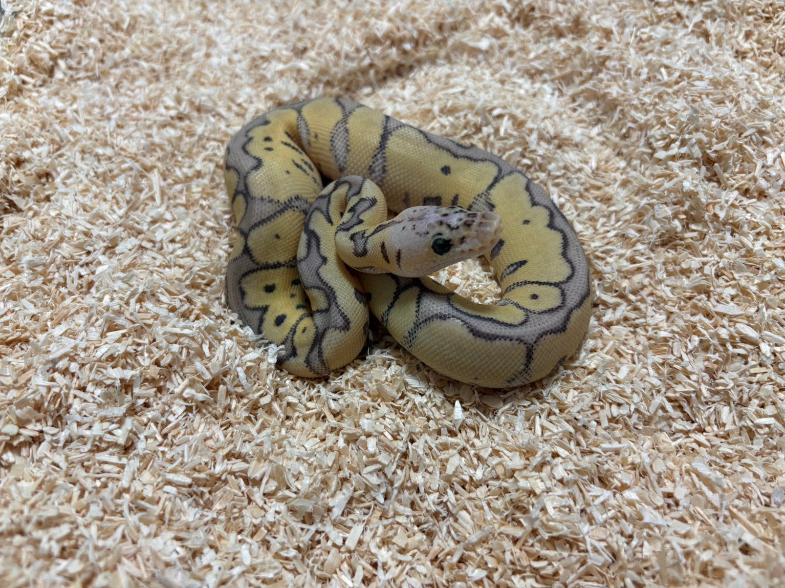 0.1 Killer Clown ball python regius te koop, Slang, Tam, 0 tot 2 jaar