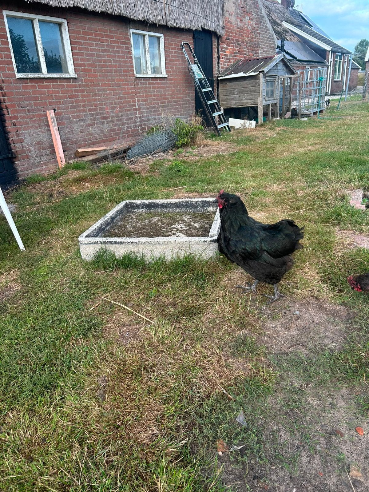 Australorp Kippen Groot Ras, Dieren en Toebehoren, Vrouwelijk, Kip