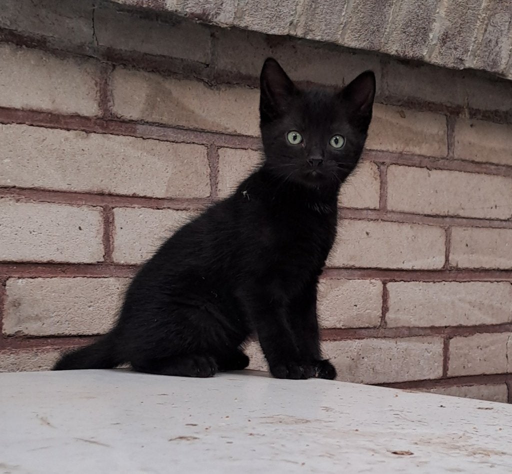 Mooie zwarte kittens, Meerdere dieren, Ontwormd, 0 tot 2 jaar