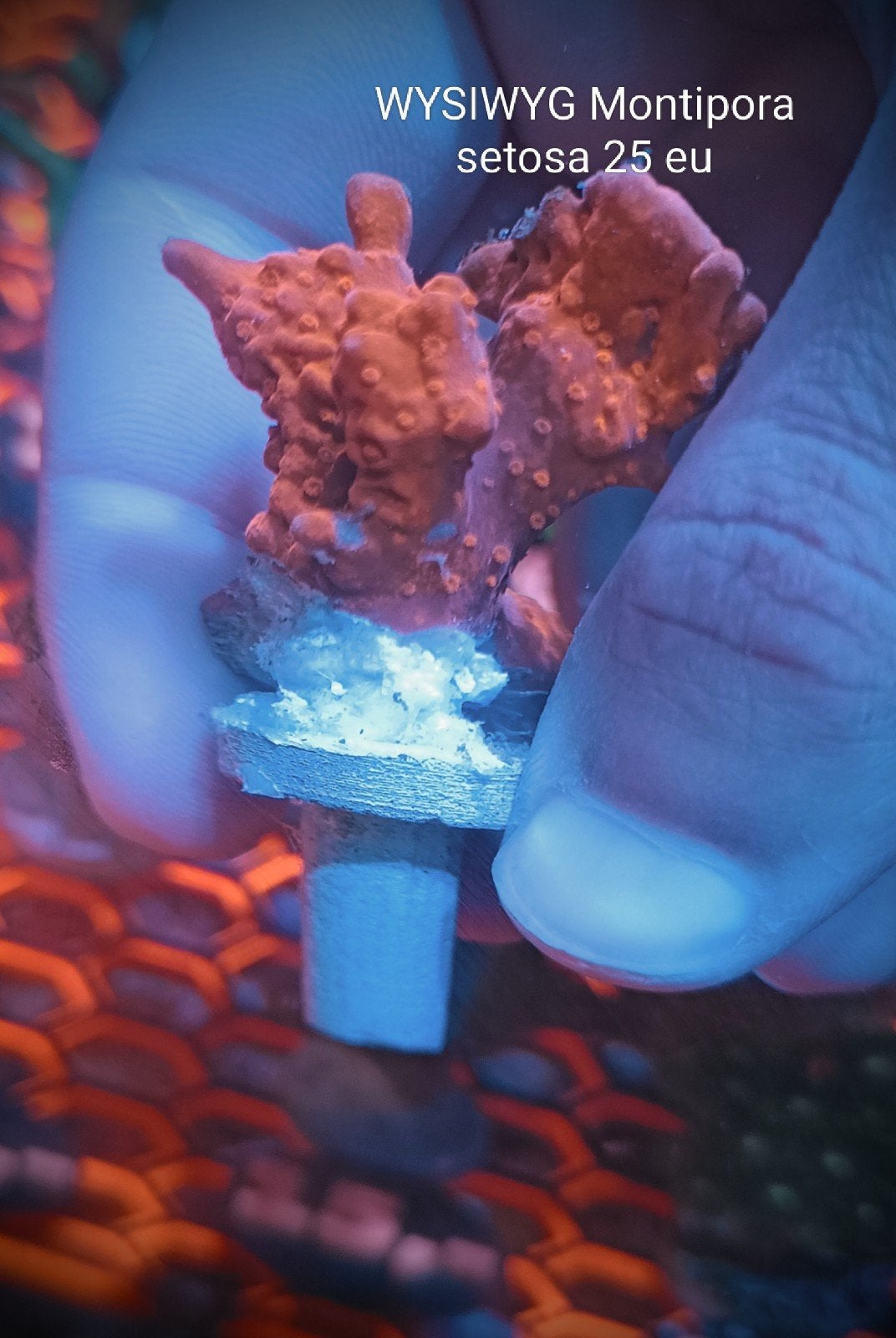 WYSIWYG montipora setosa, Dieren en Toebehoren, Zoutwatervis