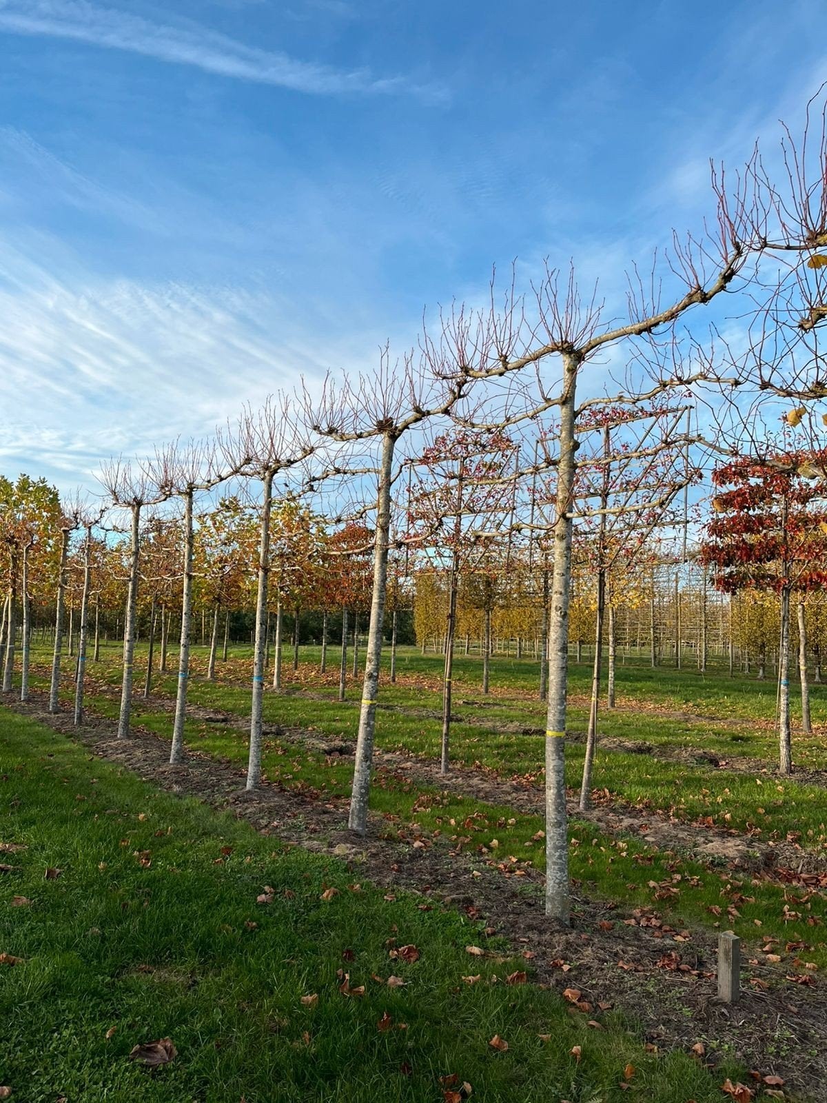 Tilia 'Pallida' ️🌿❗️voor geleide Leilinde️🌿❗️, Tuin en Terras, Planten | Bomen, Ophalen, Volle zon