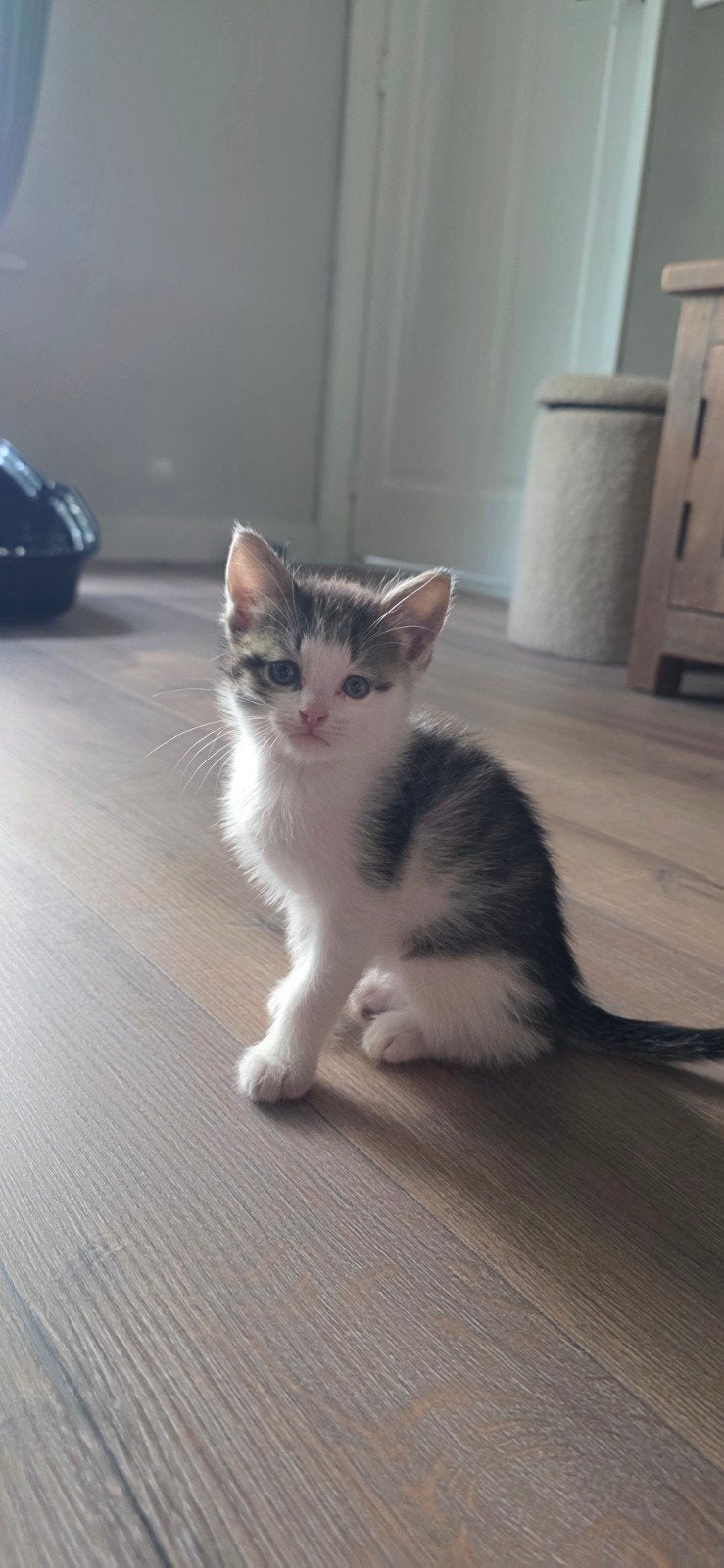 1 lieve sociale kitten(poes) 🐱, Poes