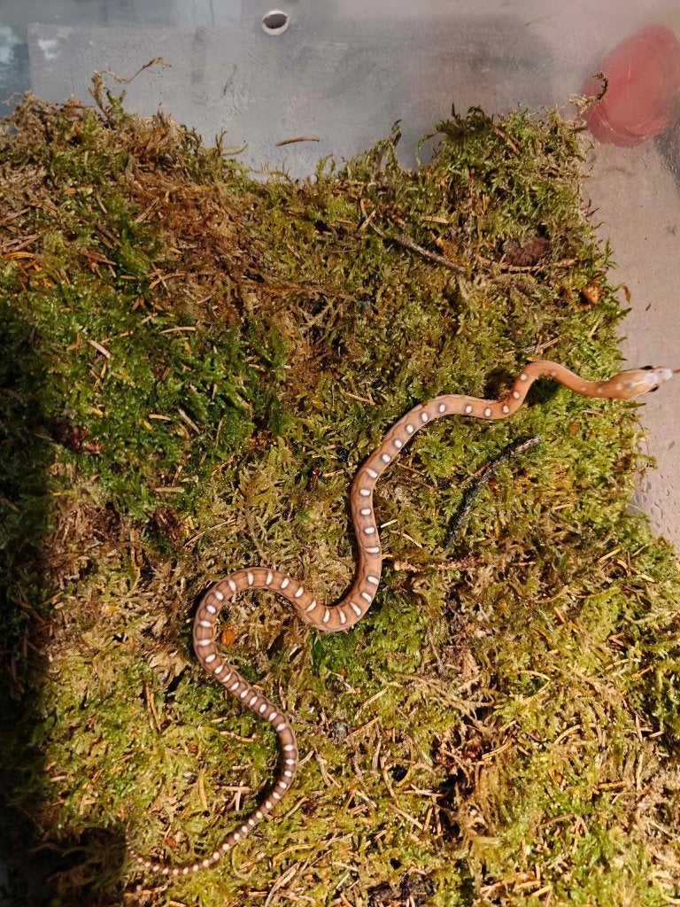 rattenslang scaleless Rat Snake - female for sale from Bob_D