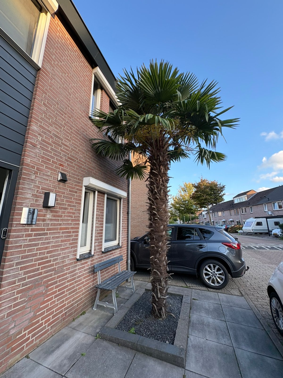 Winterharde Palmboom ruim 4 meter ZELF ERUITHALEN, Tuin en Terras, 250 tot 400 cm, Zomer, Palmboom, Ophalen