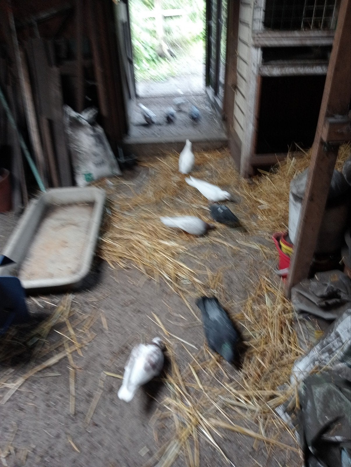 kumrus!, Dieren en Toebehoren, Vogels | Duiven, Meerdere dieren, Overige soorten