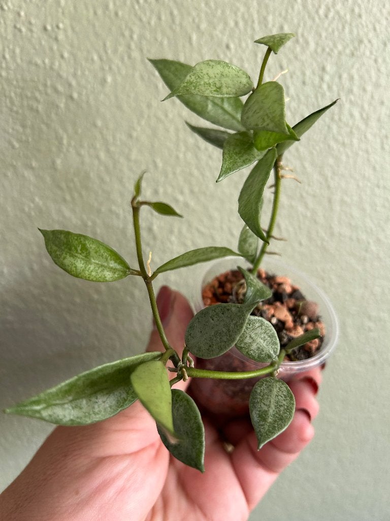 Hoya Lacunosa White Pearl🪴, In pot, Minder dan 100 cm, Bloeiende kamerplant, Halfschaduw