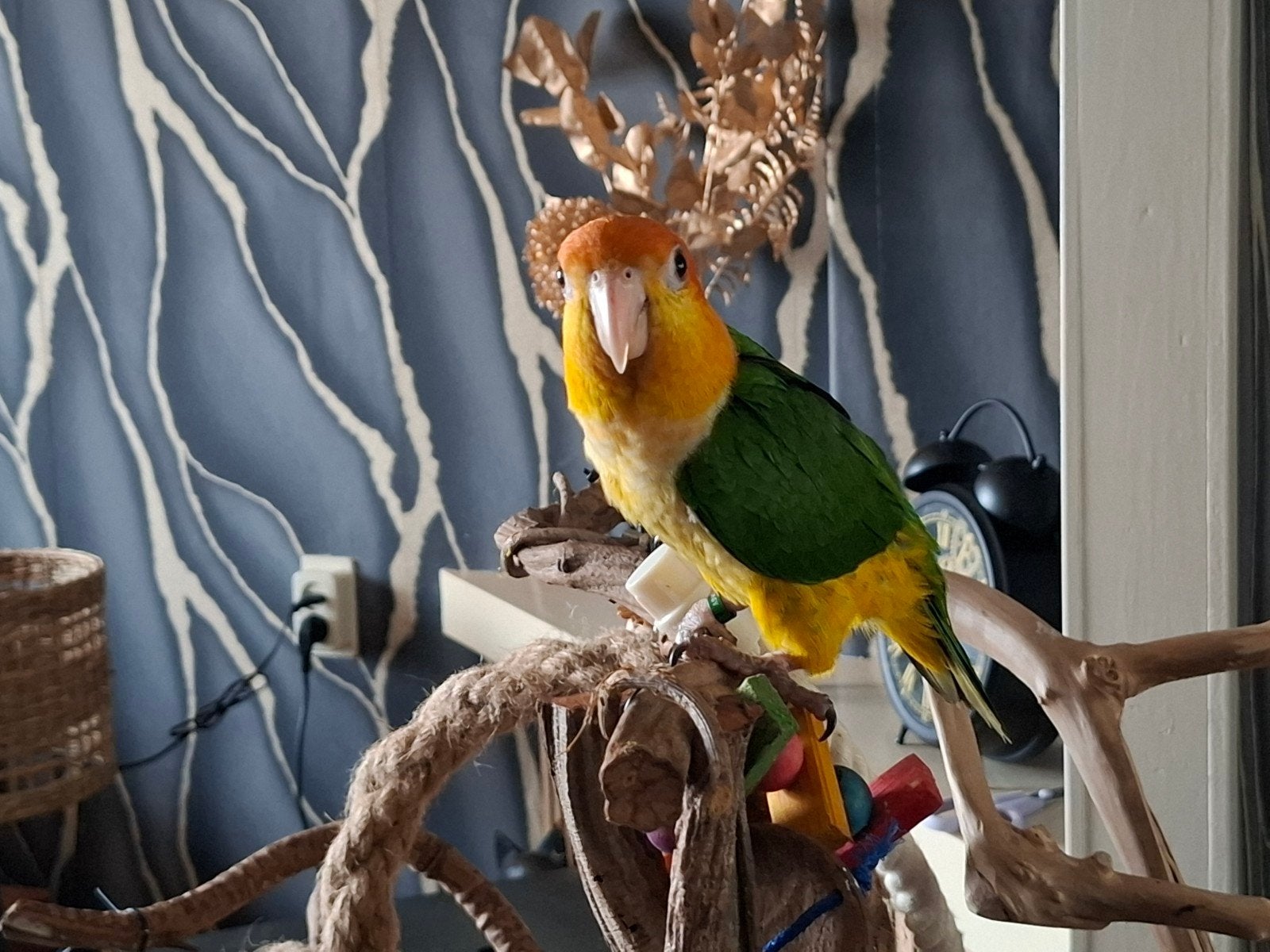 super tamme caique, Mannelijk, Papegaai