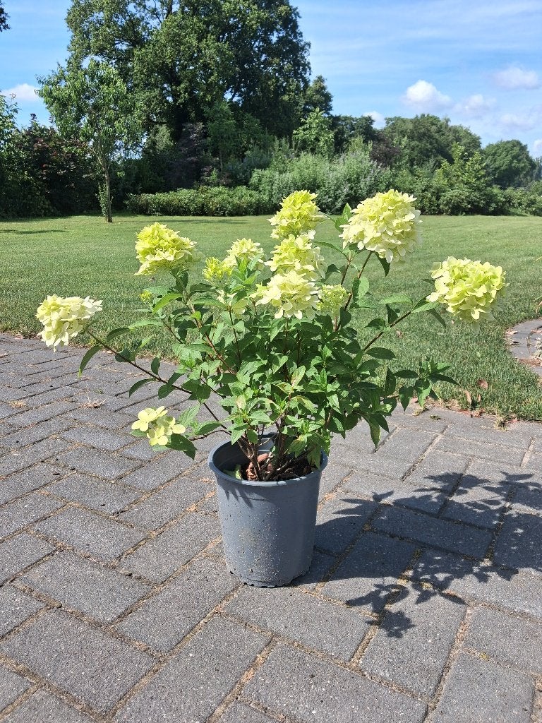 Hydrangea 'Magical Candle' €6,-, Tuin en Terras, Planten | Tuinplanten, Vaste plant, Overige soorten, Halfschaduw, Zomer, Ophalen of Verzenden