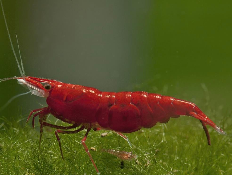 Bloody marry neocaridina garnalen high grade, Dieren en Toebehoren, Vissen | Aquariumvissen, Kreeft, Krab of Garnaal