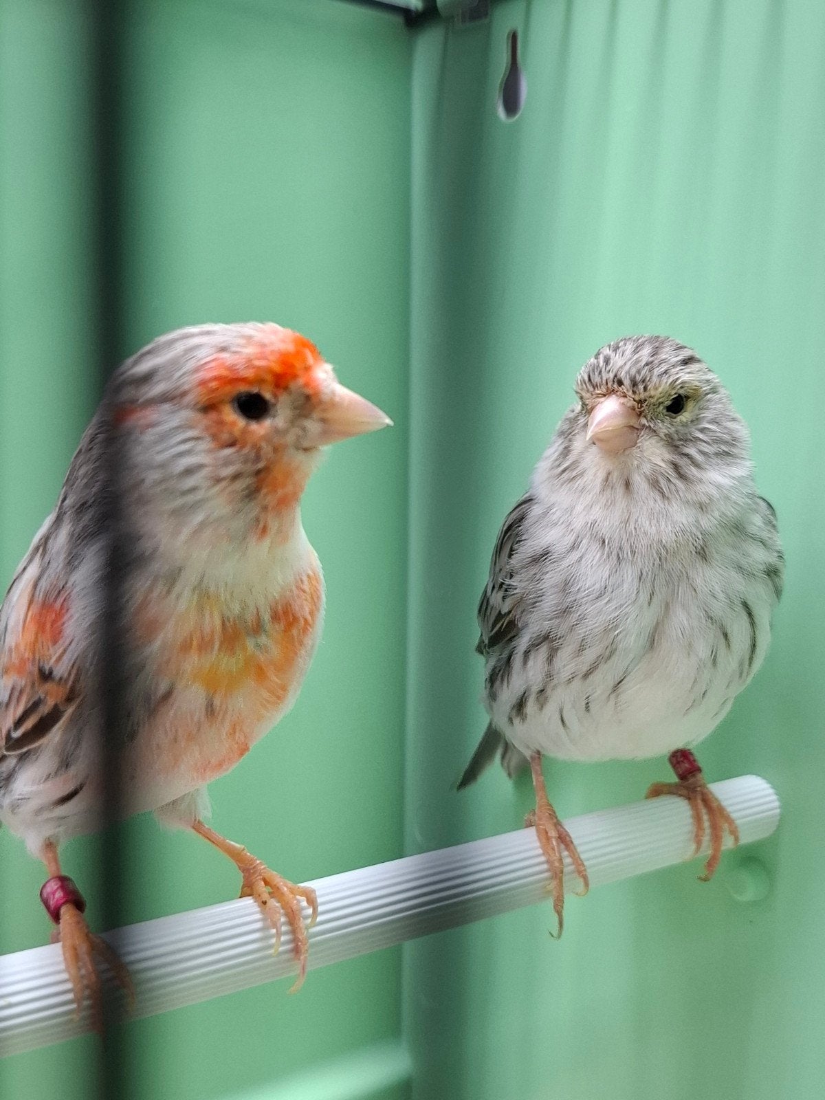Agaat rood mozaiek koppel 24, Dieren en Toebehoren, Vogels | Kanaries, Meerdere dieren, Kleurkanarie