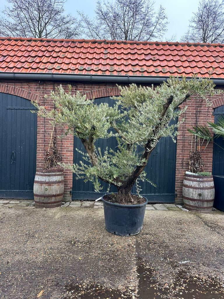 (Advertentie 7.) meerstammige olijfboom bonsai, 100 tot 250 cm, Olijfboom, Zomer, Ophalen