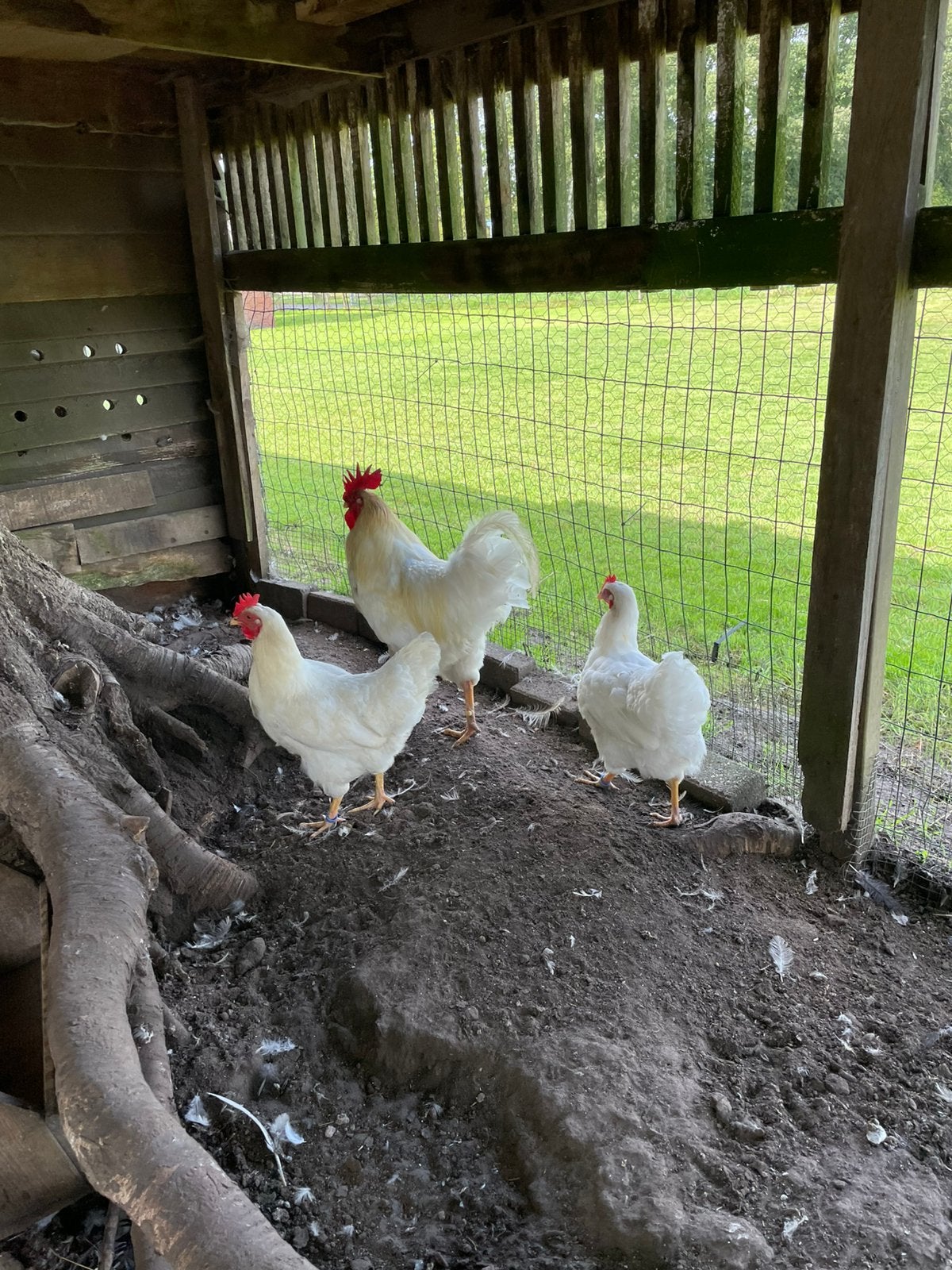 Trio spier witte Barnevelders, Dieren en Toebehoren, Pluimvee, Meerdere dieren, Kip