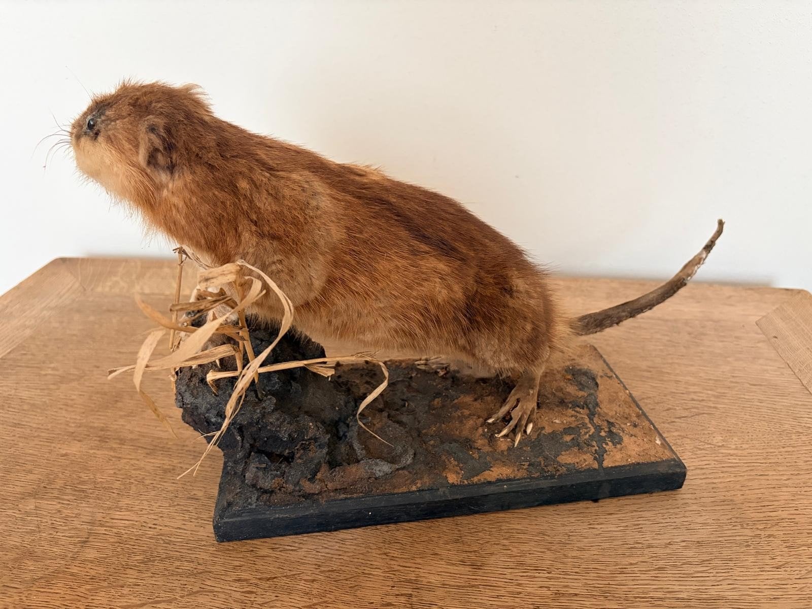 opgezette muskusrat taxidermie, Verzamelen, Ophalen, Vogel, Opgezet dier