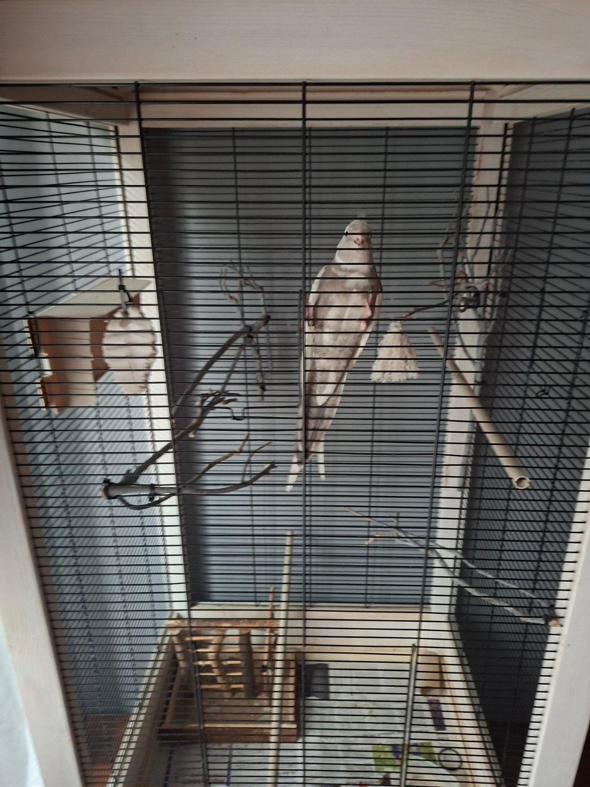 te koop mooie valkparkiet met grote kooi, Geslacht onbekend, Parkiet, Tam