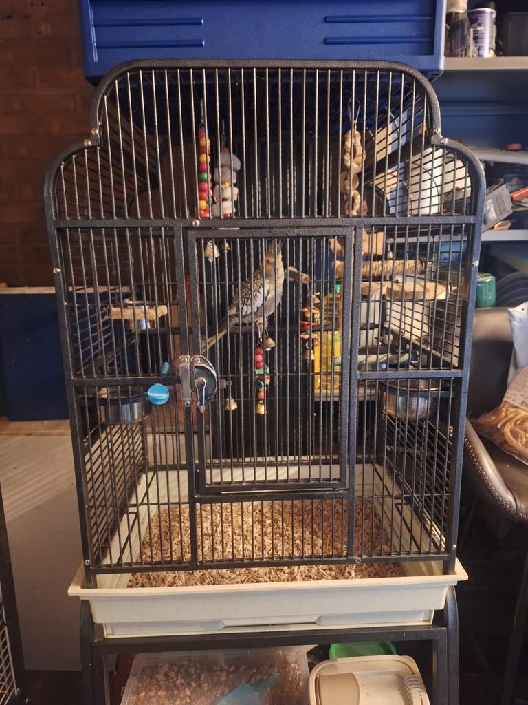 Papagaaienkooi excl vogel, Dieren en Toebehoren, Vogels | Hokken en Kooien, Ophalen, Gebruikt, Metaal, Vogelkooi