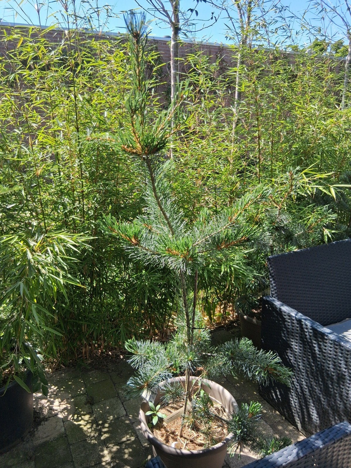 Pinus parviflora tempelhof, Tuin en Terras, Planten | Struiken en Hagen, Ophalen, Overige soorten