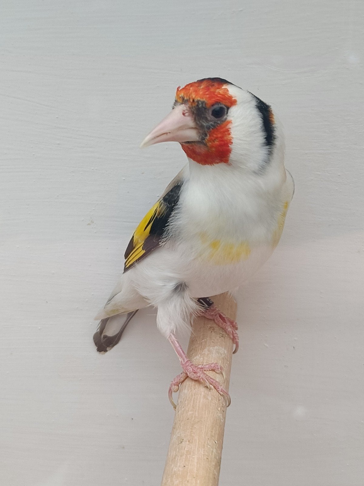 Te koop aminet majoor putter man, Mannelijk, Wildzangvogel, Geringd