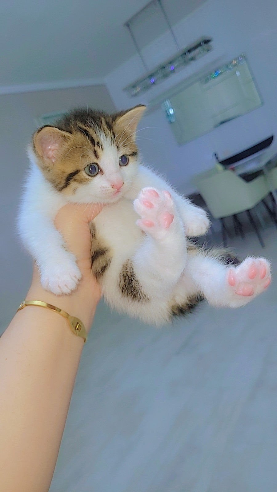 kittens britsekortehaar, Dieren en Toebehoren, Katten en Kittens | Raskatten | Korthaar