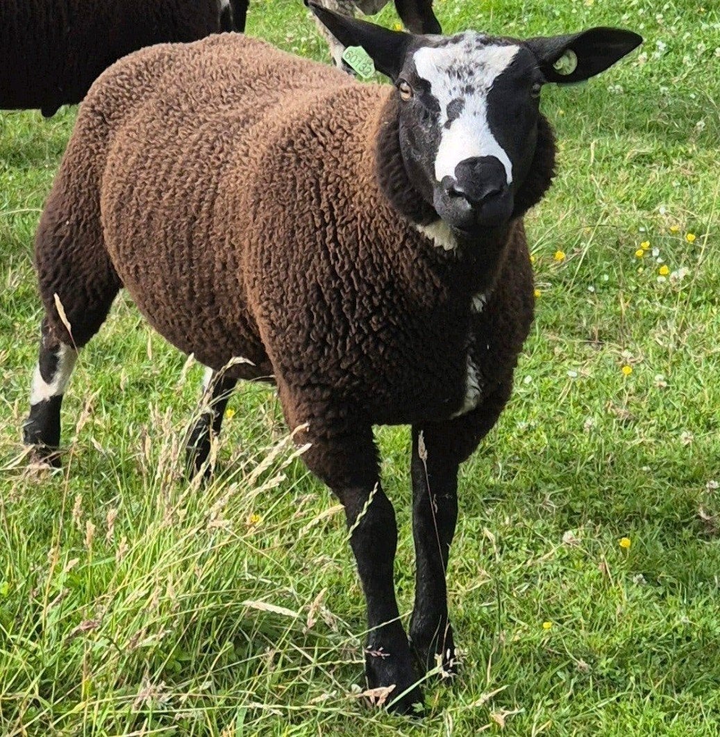 makke bonte ram, Mannelijk, Schaap, 0 tot 2 jaar