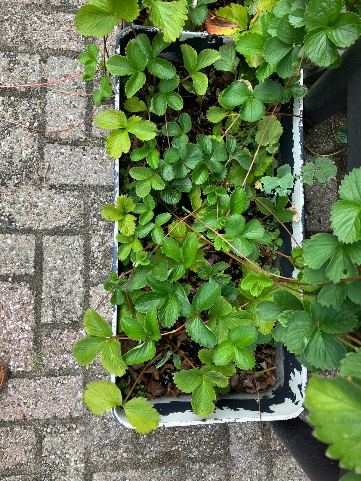 Aardbeienplantjes 14 stuks, Ophalen, Overige soorten, Minder dan 100 cm