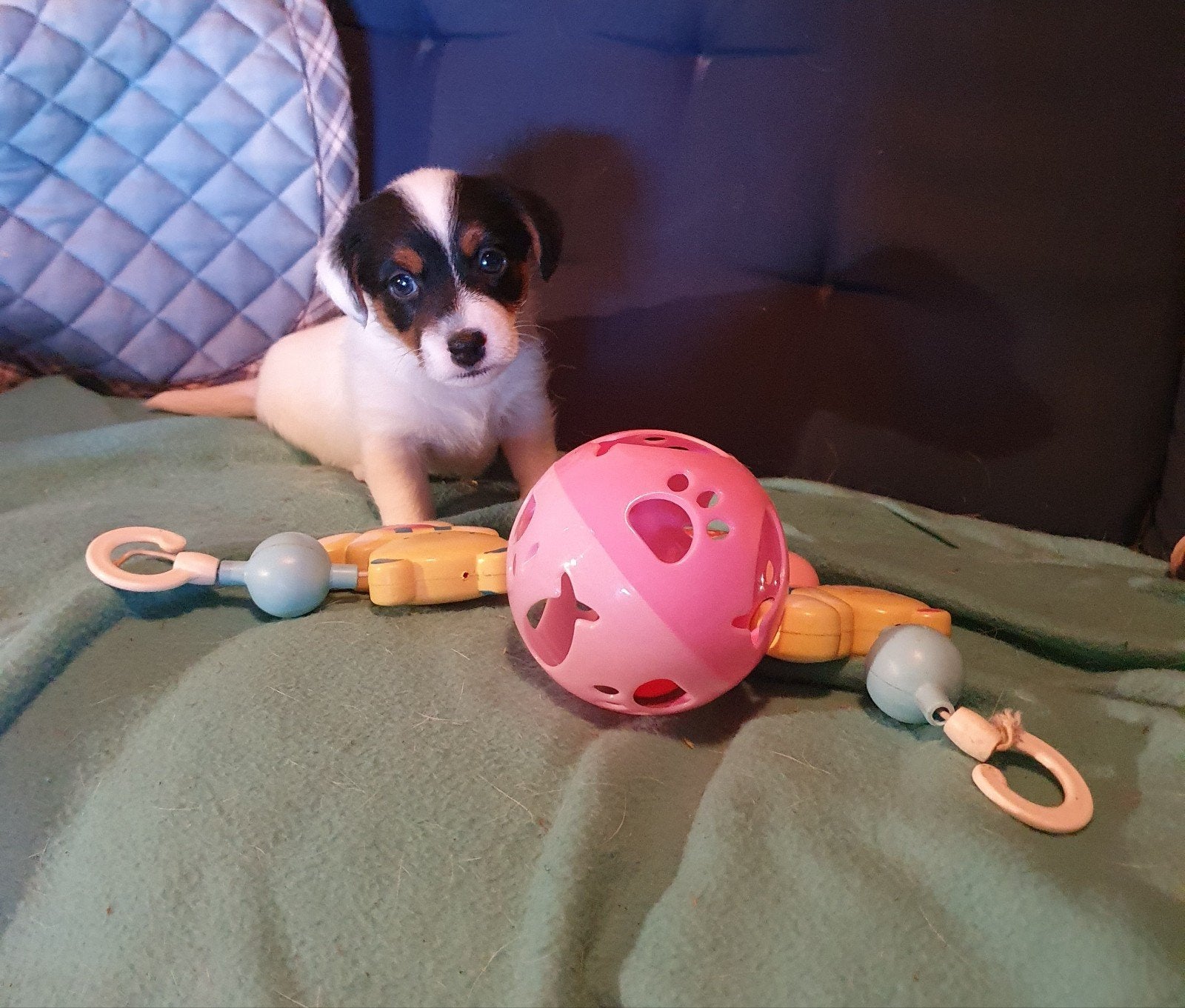 Raszuivere JACK RUSSELTJES  ruw, broken coat.ORIGINELE.J.R., Dieren en Toebehoren, Jack Russell Terriër, 8 tot 15 weken, Meerdere