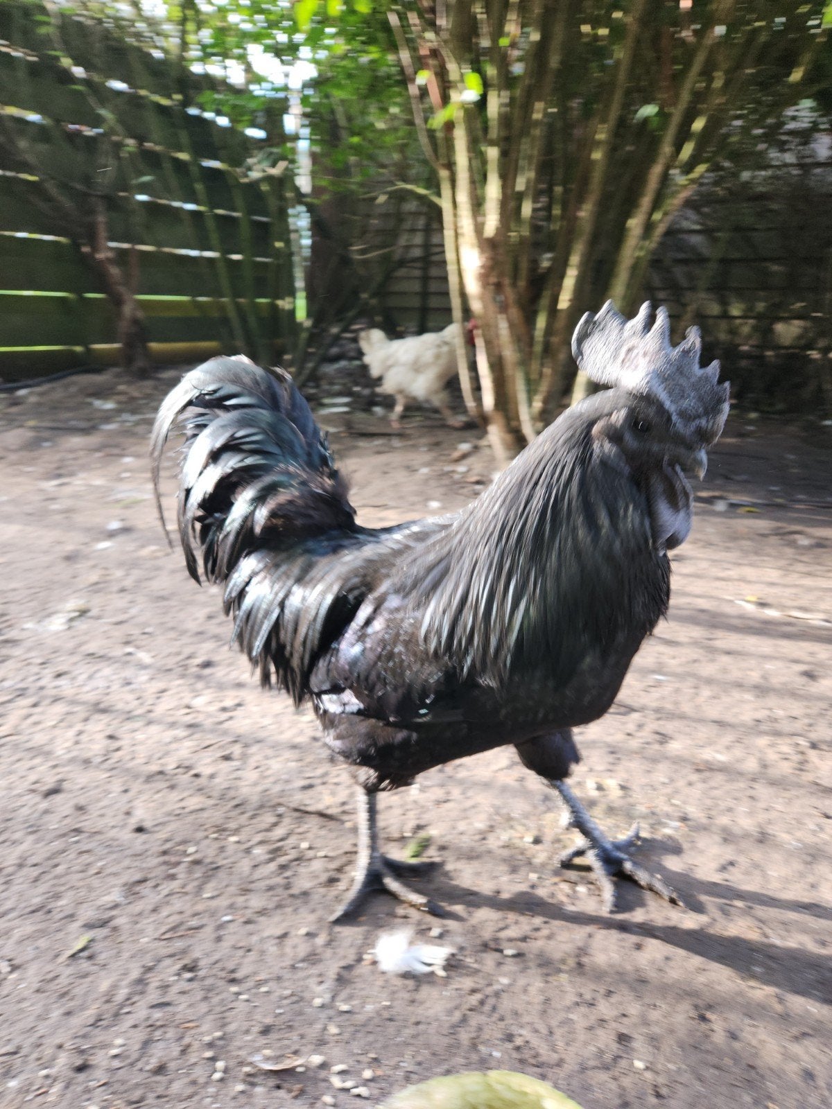 Ayam cemani haan, Mannelijk, Kip