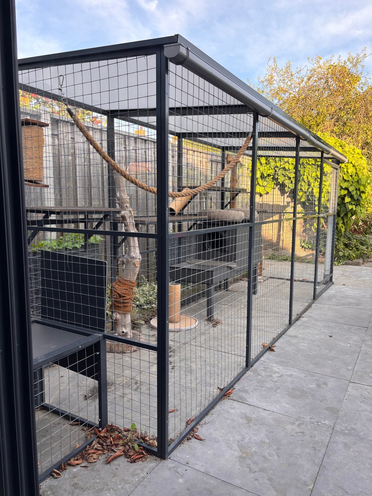 Kattenren, Dieren en Toebehoren, Ophalen, Zo goed als nieuw