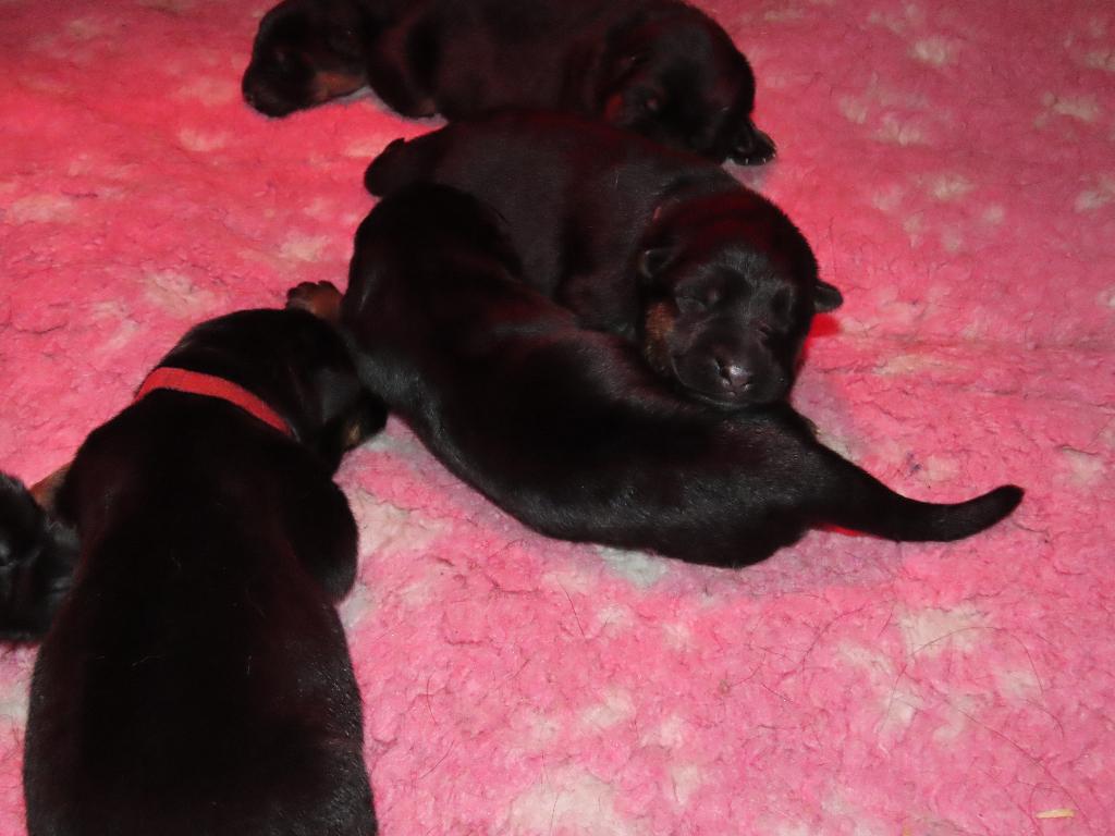 duitse herder pups, Dieren en Toebehoren, Parvo, 8 tot 15 weken, Meerdere, Meerdere dieren