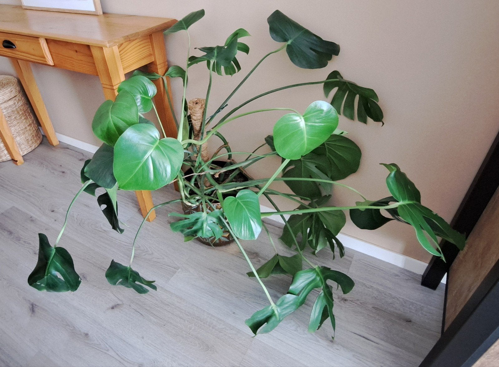 Monstera plant inclusief pot, 70cm, Huis en Inrichting, Ophalen, Overige soorten, Halfschaduw, In pot