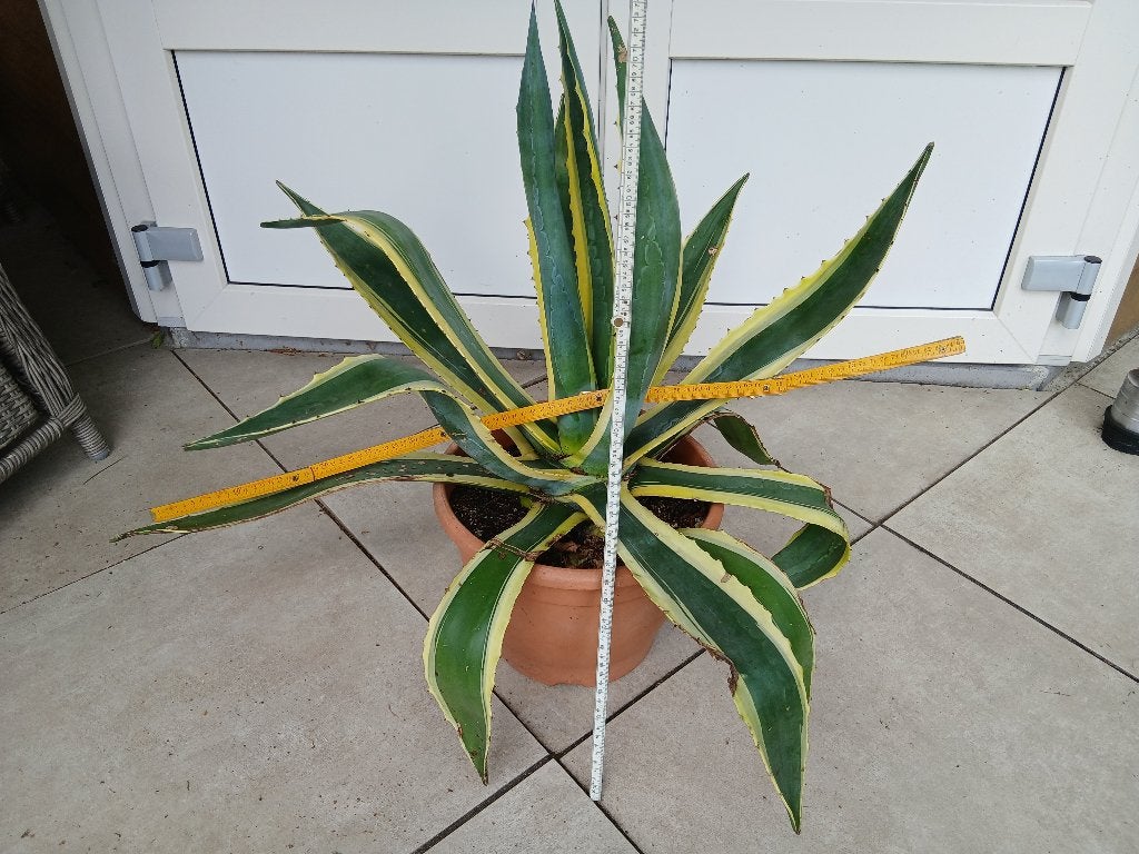 Agave bonte groene/gele variëteit., Tuin en Terras, Volle zon, Vaste plant, Bloeit niet, Ophalen
