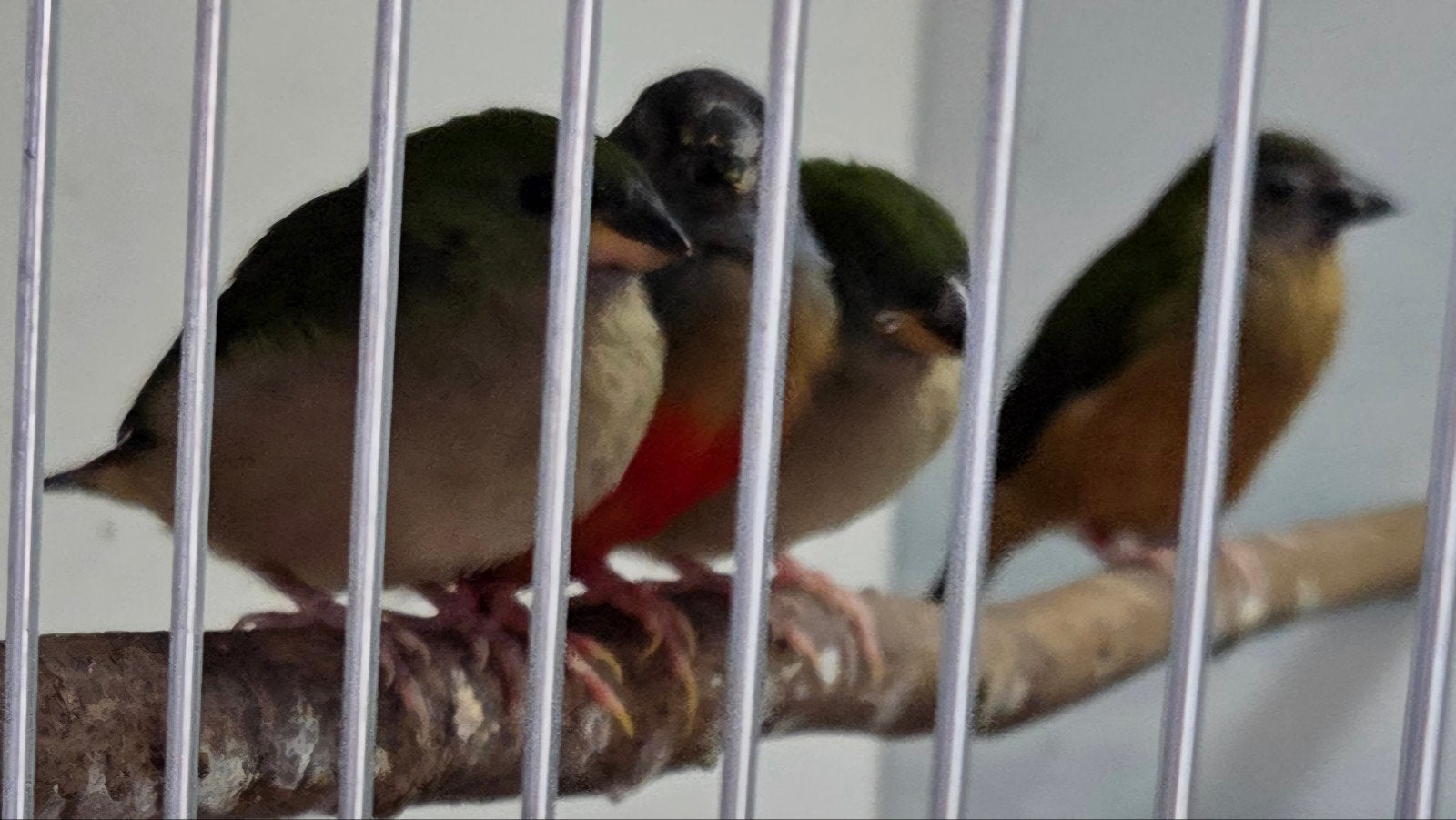blauwfazant, Mannelijk, Tropenvogel