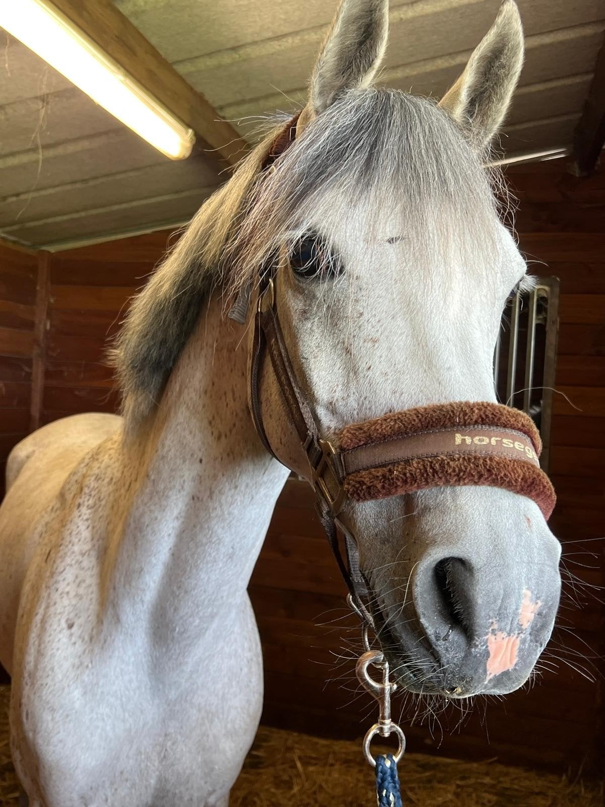 Arabier ruin met papieren, Dieren en Toebehoren, Pony's, Ruin