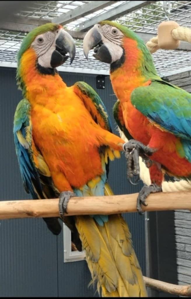 Catalina x harlekijn ara, Dieren en Toebehoren, Vogels | Parkieten en Papegaaien, Meerdere dieren, Papegaai