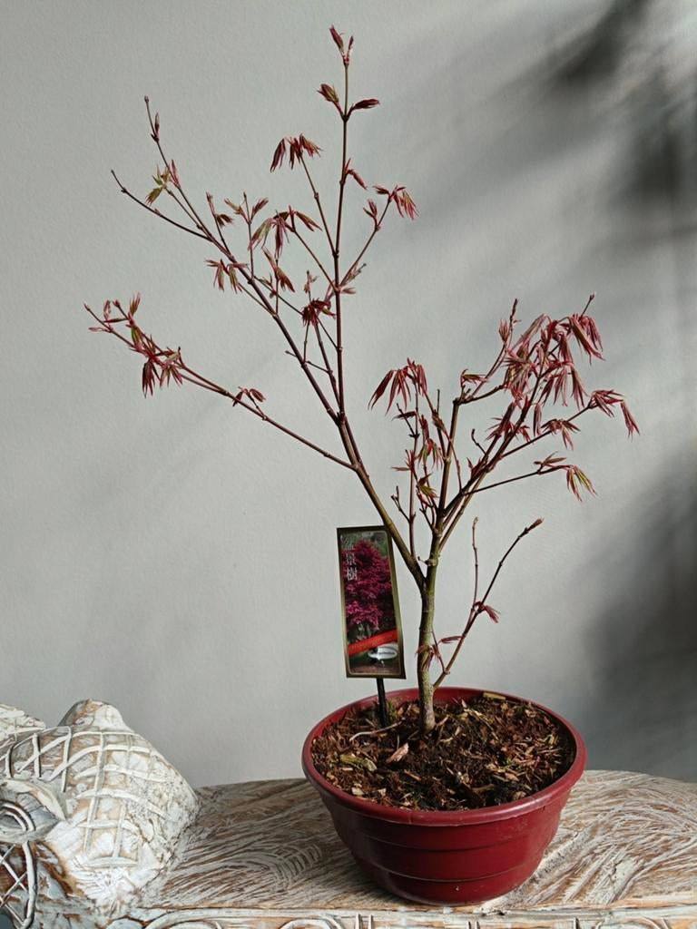 Acer Japanse Esdoorn Atropurpureum bonsai starter, Bloeit niet, Halfschaduw, Minder dan 100 cm, Overige soorten