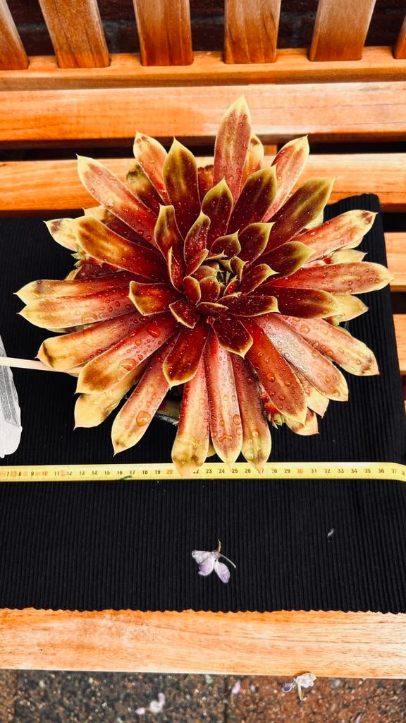 Sempervivum 'Gold Mine' - Winterharde Vetplant, Volle zon, Vaste plant, Zomer, Ophalen