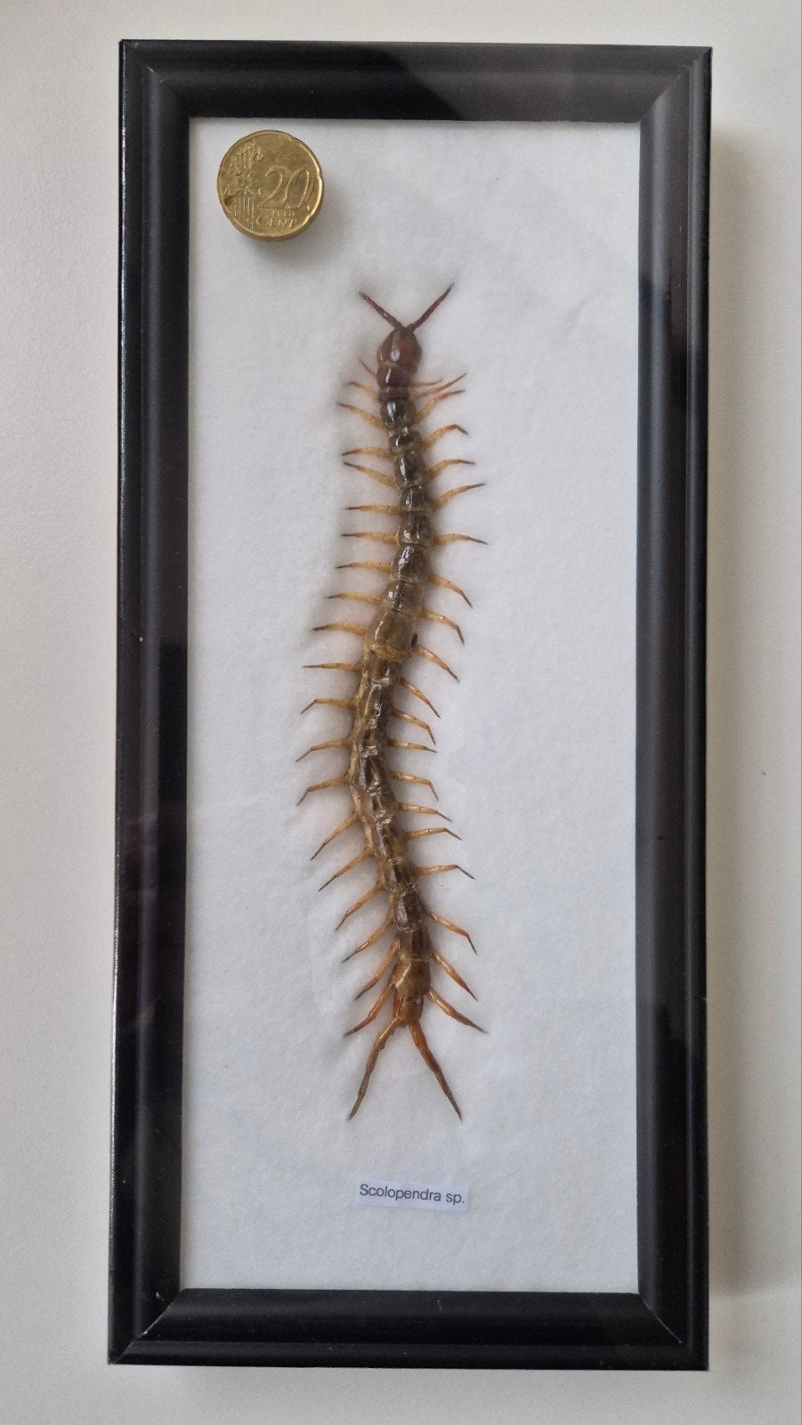 Opgezette reuzenduizendpoot (Scolopendra), Ophalen of Verzenden, Nieuw, Insect, Opgezet dier