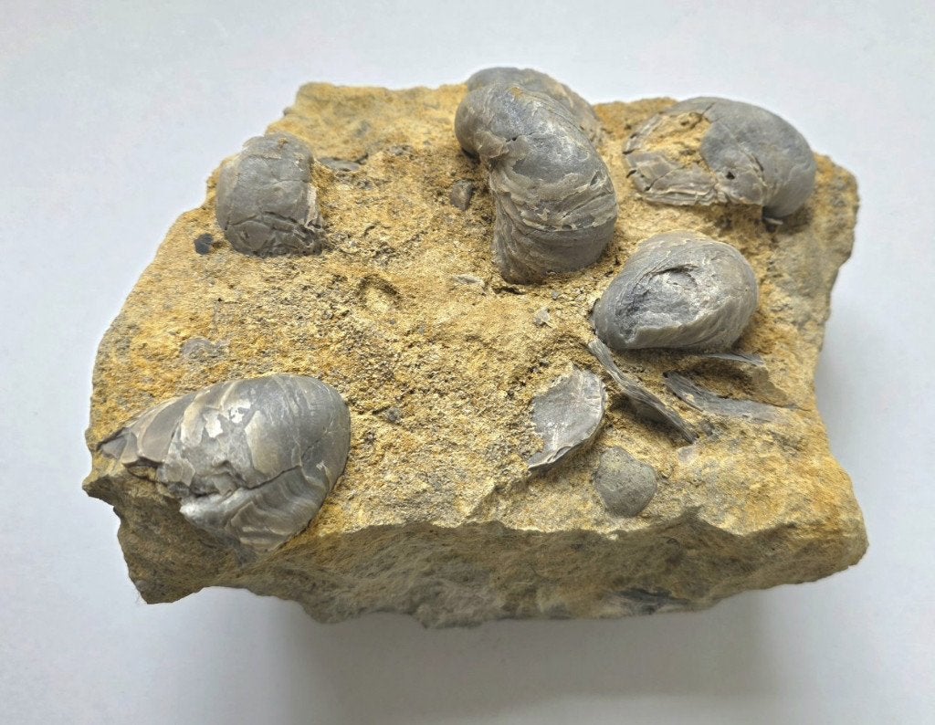 Uniek Jura Oester & Tweekleppig Fossiel - Frick, Zwitserland, Ophalen of Verzenden, Fossiel