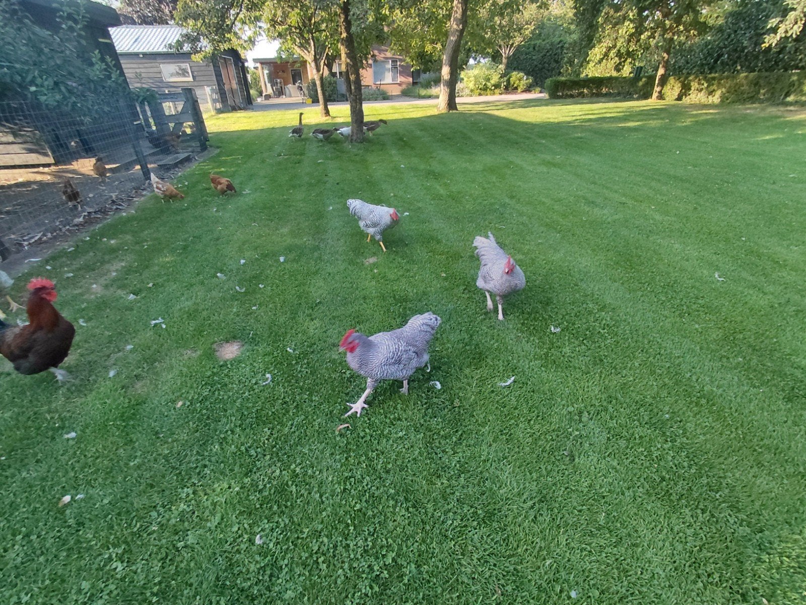 Te koop amrock en marans hanen, Dieren en Toebehoren, Pluimvee, Mannelijk, Kip