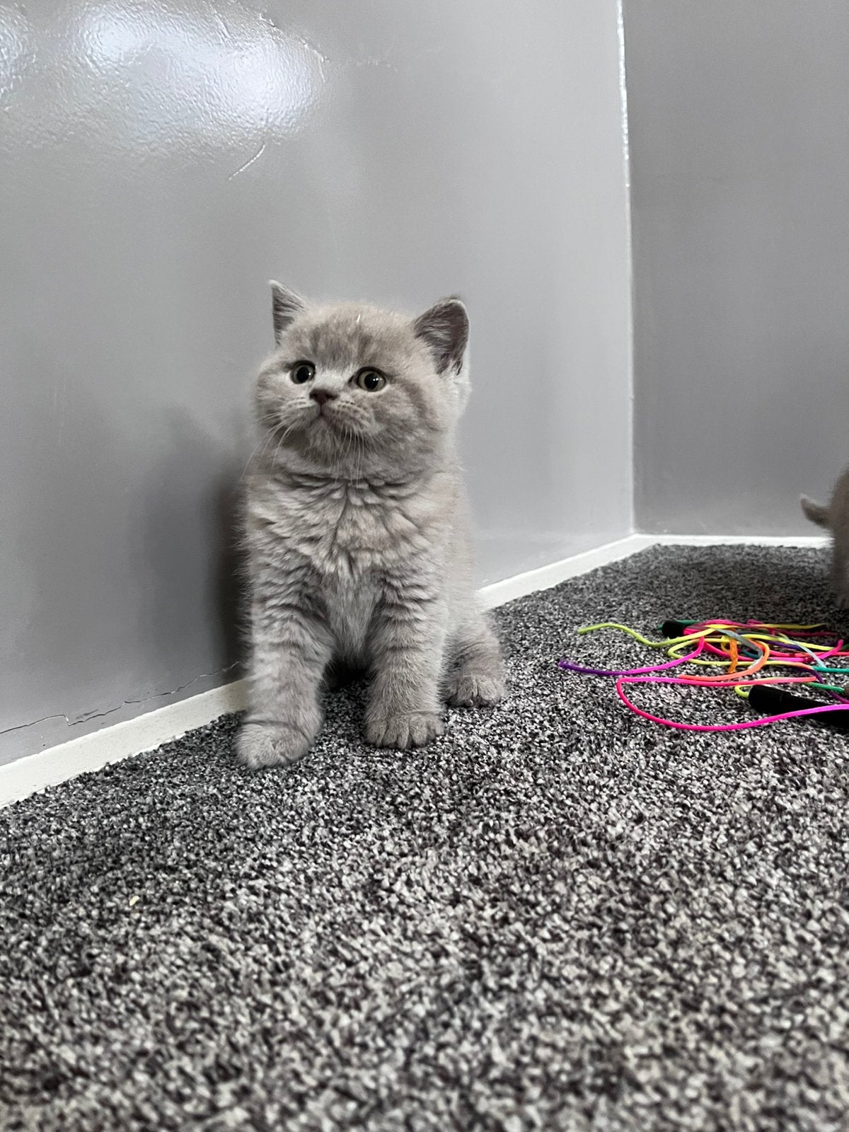 Lilac Britse korthaar kitten, Dieren en Toebehoren, Kater, Ontwormd, 0 tot 2 jaar