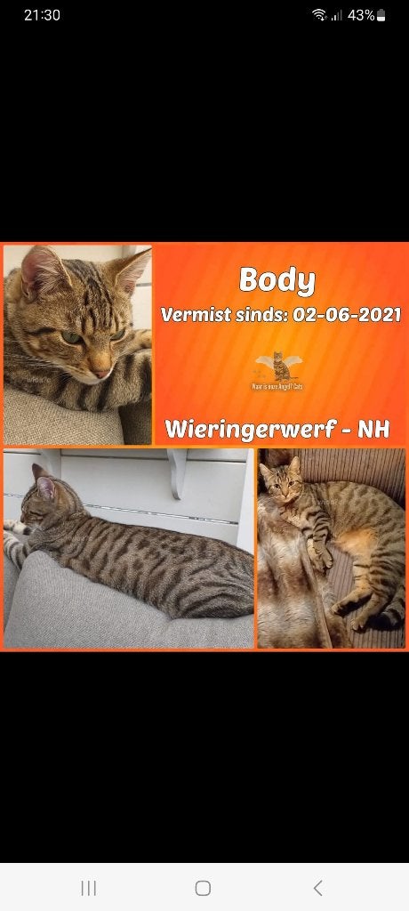 Cyperse kater nog steeds vermist sinds 2021!, Kat