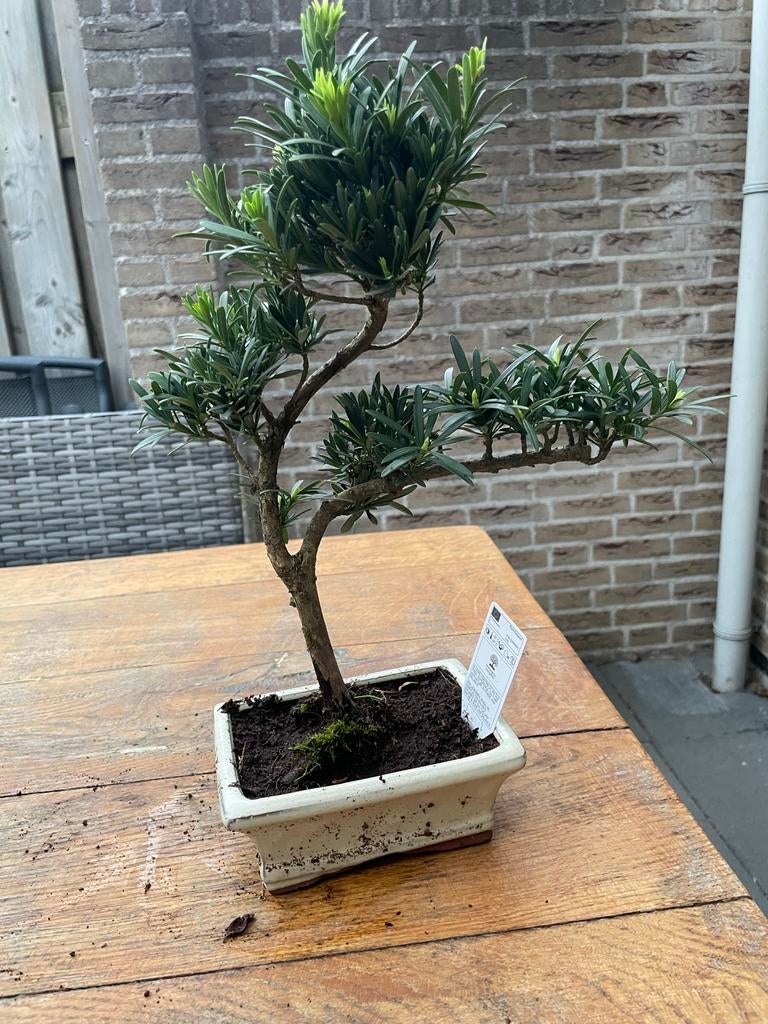 Diverse Mooi Gevormde Bonsai:, Bloeit niet, Halfschaduw, Minder dan 100 cm, Overige soorten