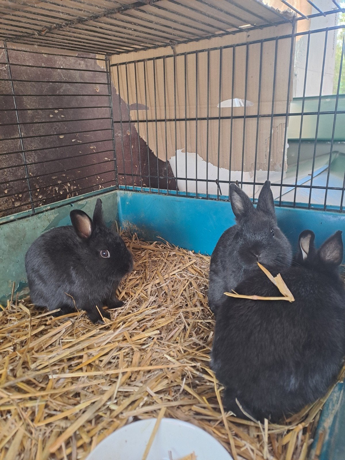 lieve dwergkonijntjes, Dieren en Toebehoren, Meerdere dieren, Dwerg, 0 tot 2 jaar