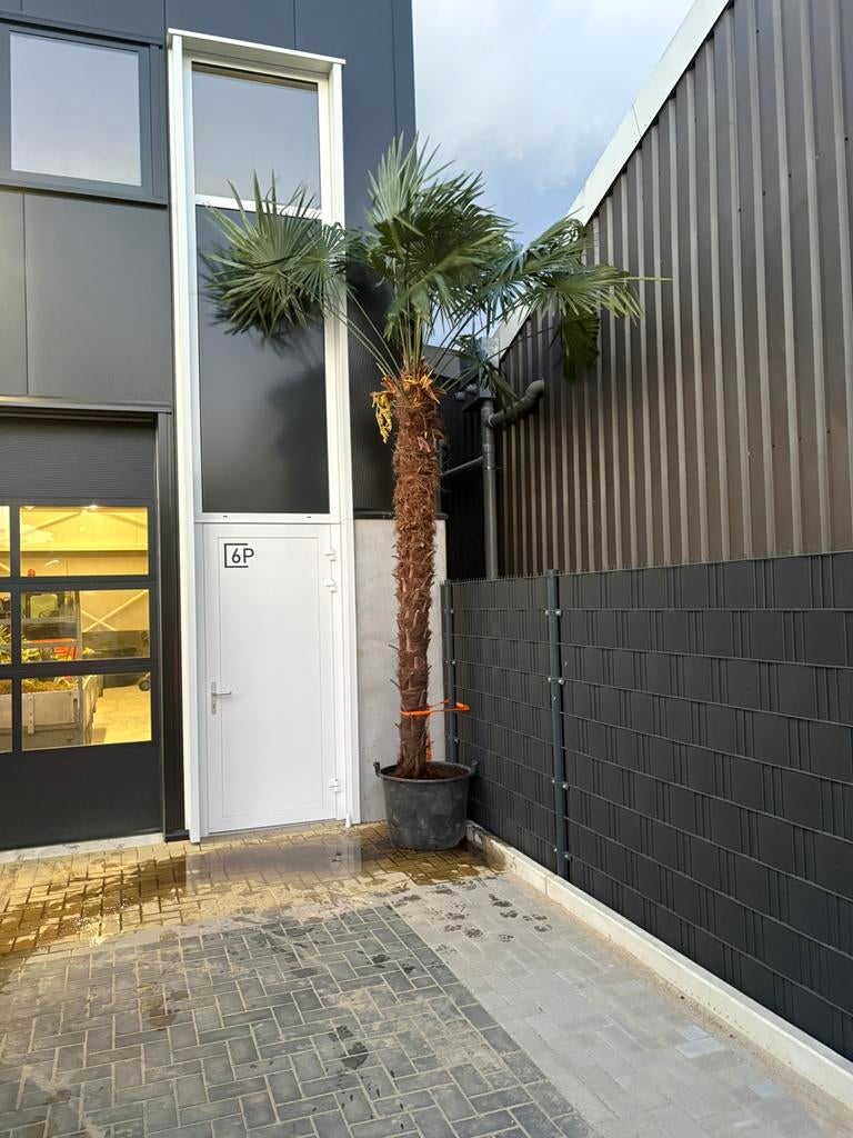 Trachycarpus Fortunei Palmboom, Ophalen of Verzenden