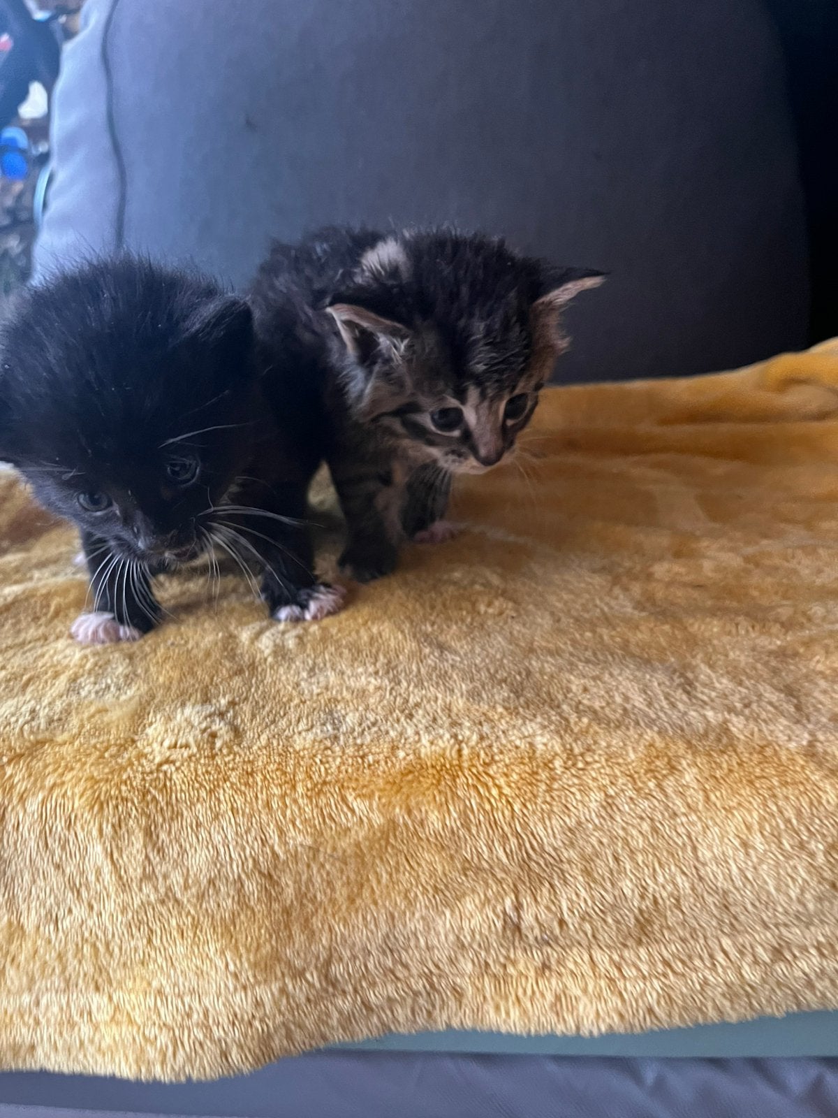 Wees kittens met de hand groot gebracht, Meerdere dieren, 0 tot 2 jaar