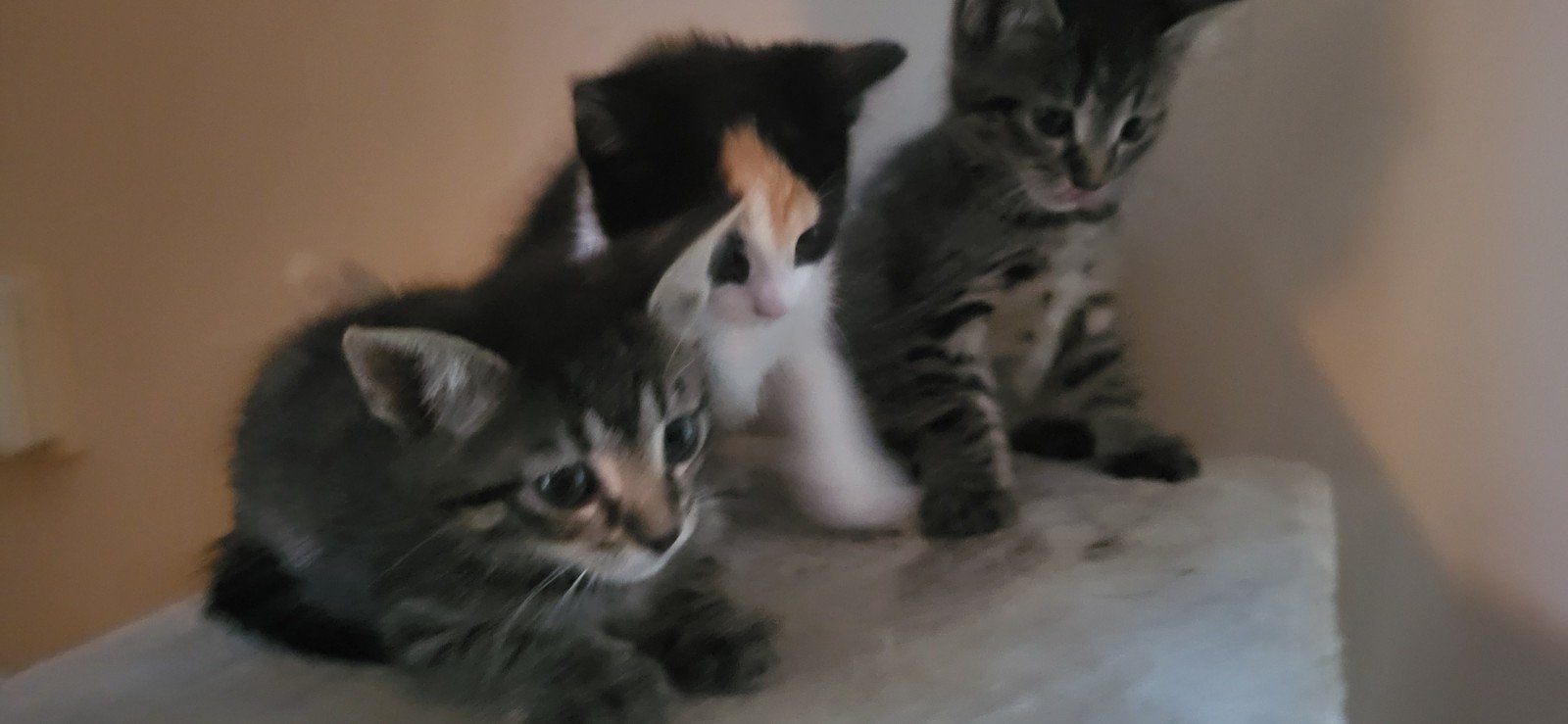 Kittens, Dieren en Toebehoren, Katten en Kittens | Overige Katten, Meerdere dieren