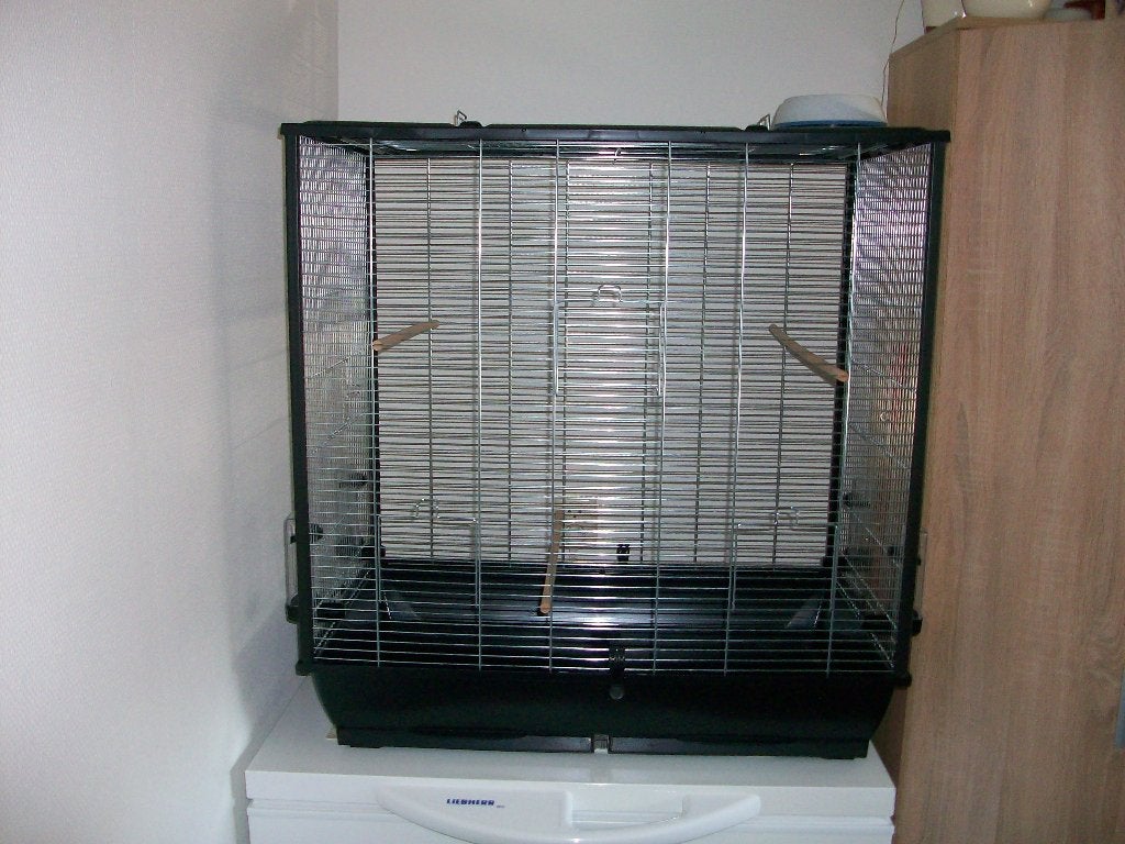 Grote Vogelkooi, Mannelijk, Parkiet