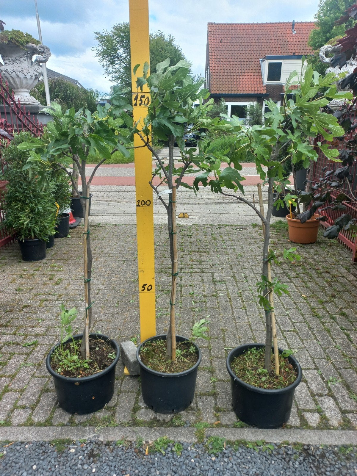 Vijgenboom (Ficus carica), Volle zon, Vaste plant, Bloeit niet, Ophalen