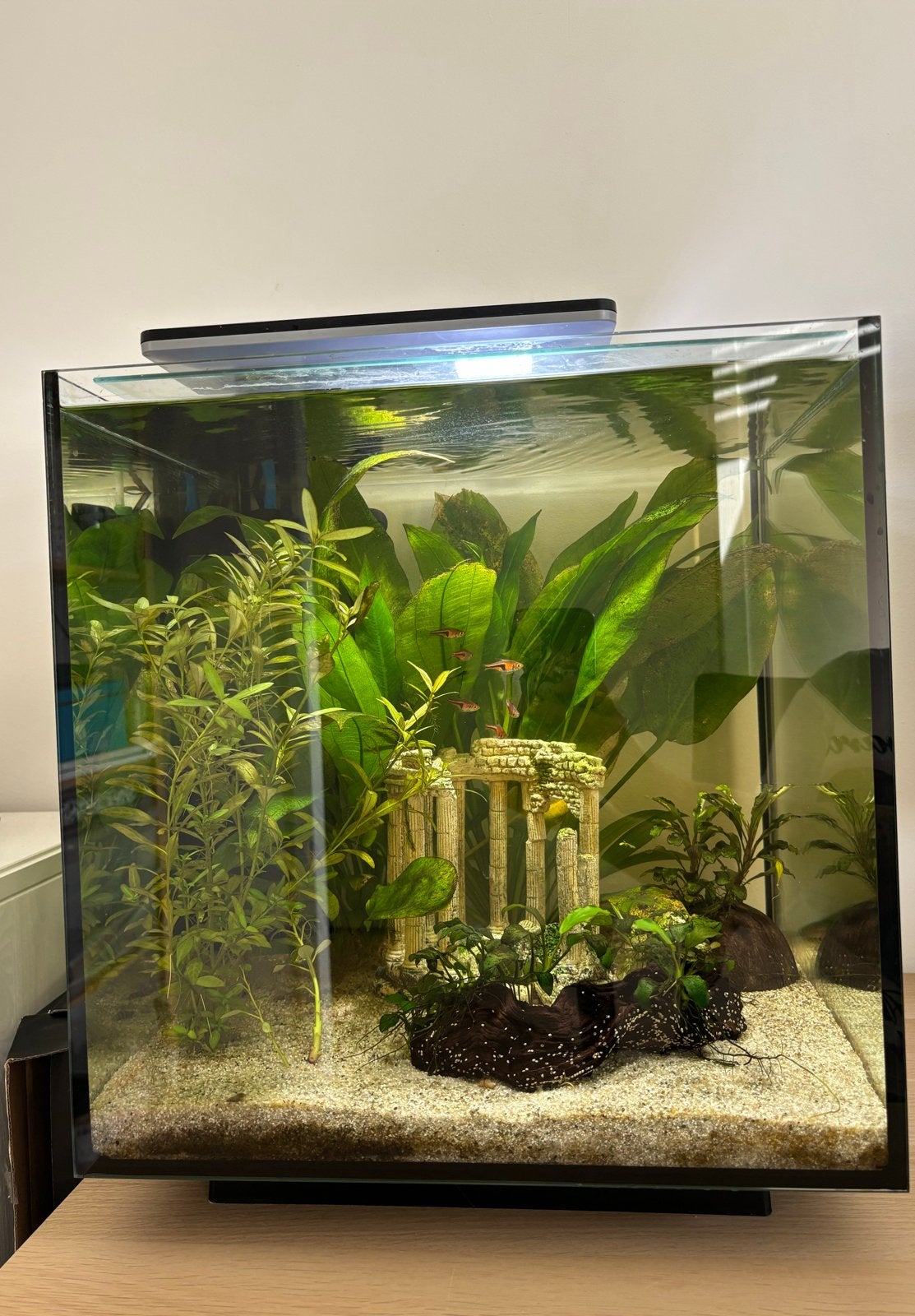 Aquarium 60L all inclusive
