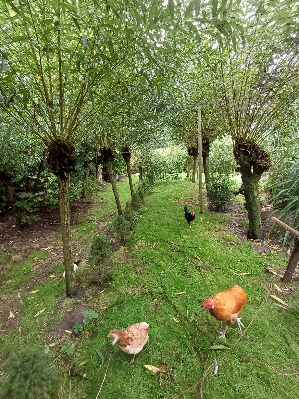 jonge hennen Drentse- en Friese hoenders, Meerdere dieren, Kip